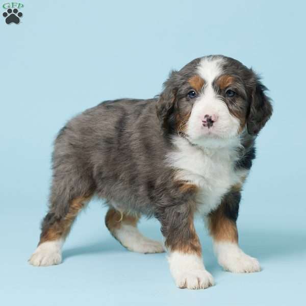 Blaze, Mini Bernedoodle Puppy